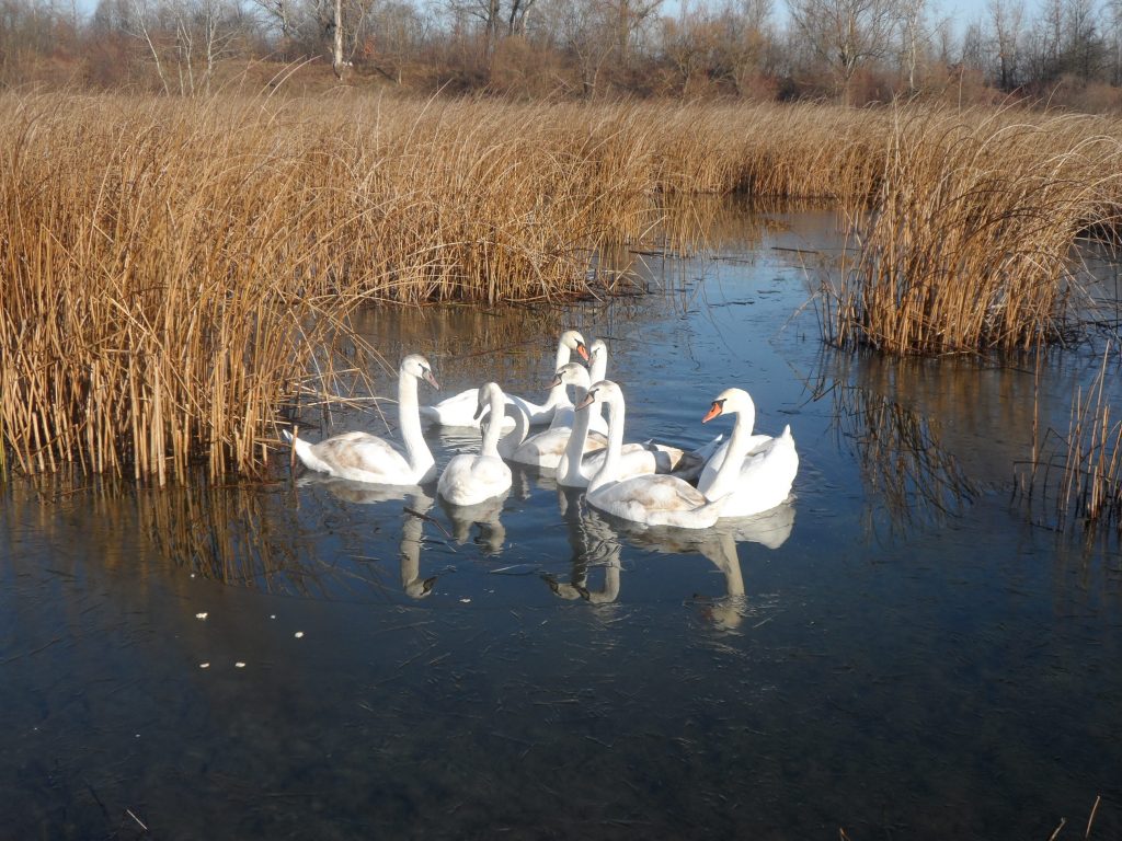 Ивановы лебеди, село Черторыя, Украина