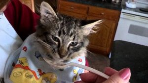 кормление кота