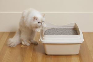 кот у лотка