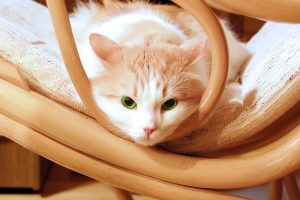 кот в кресле