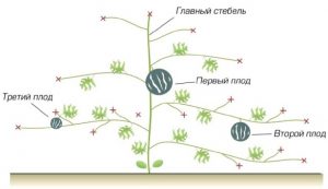 как правильно формировать тыкву и арбуз