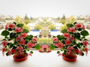 Какие цветы поселить в доме, чтобы они зацвели зимой