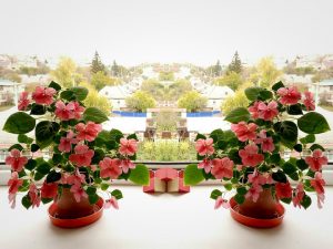 Какие цветы поселить в доме, чтобы они зацвели зимой