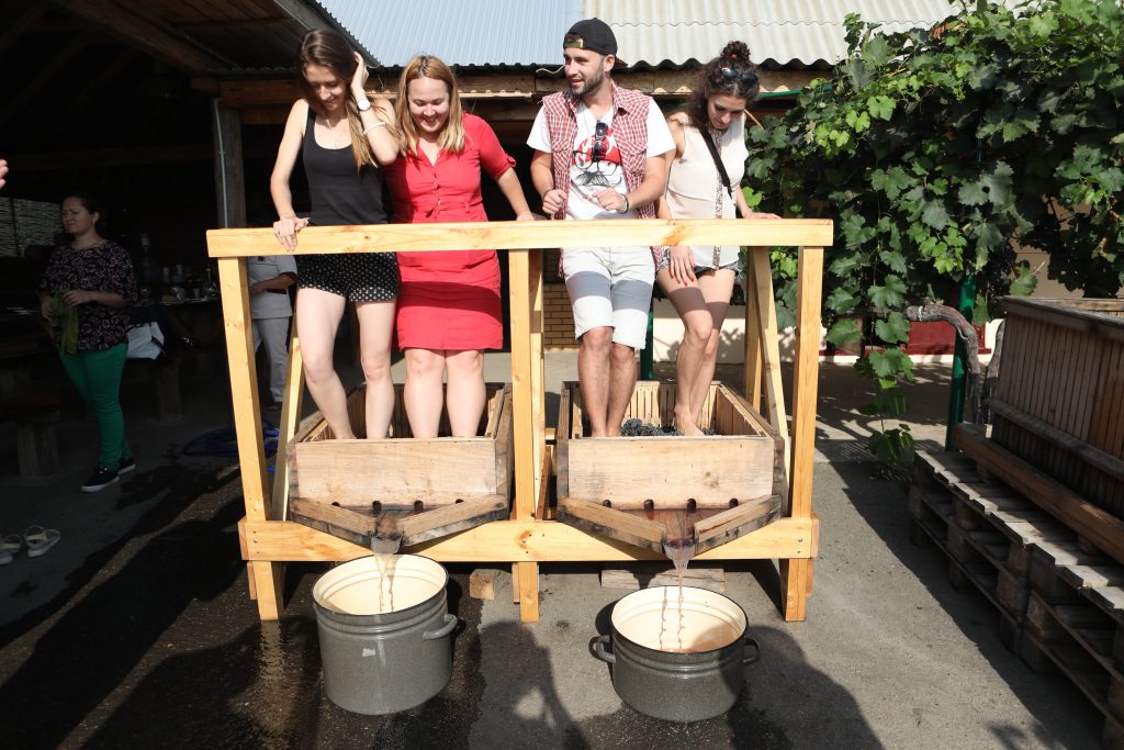 молодое вино в Колонисте