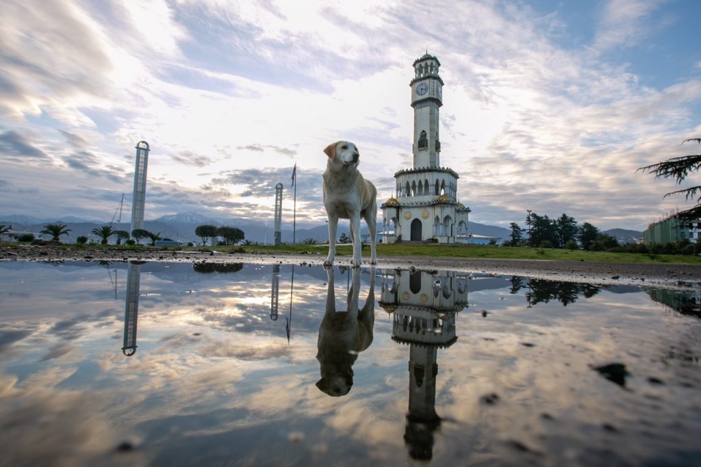 Собака на Батумском бульваре