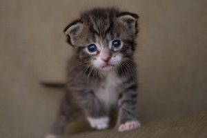 котенок породы скоттиш-фолд