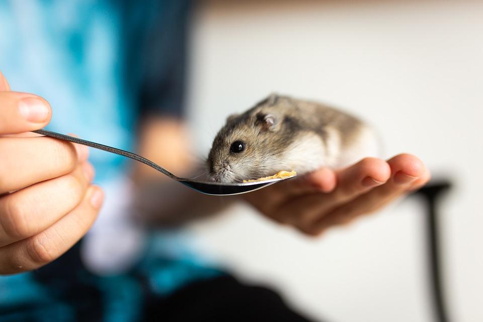 хозяин кормит хомячка из ложки 