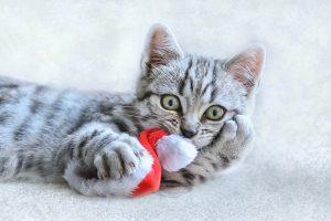 котенок подарок в год тигра