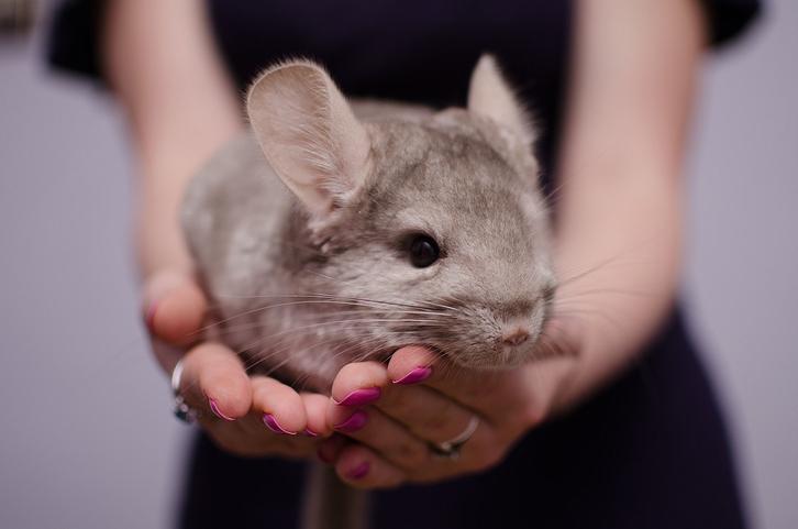 шиншилла очень милый зверек