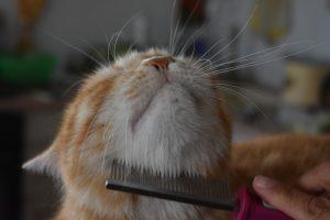 рыжий кот и расческа