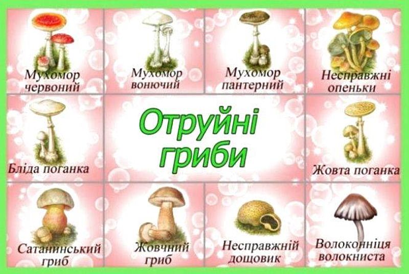 гриби отруйні